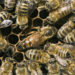 Manche Insektizide bedingen ein Sterben der Bienenköniginnen. (Bild: Heinz Waldukat/fotolia.com)