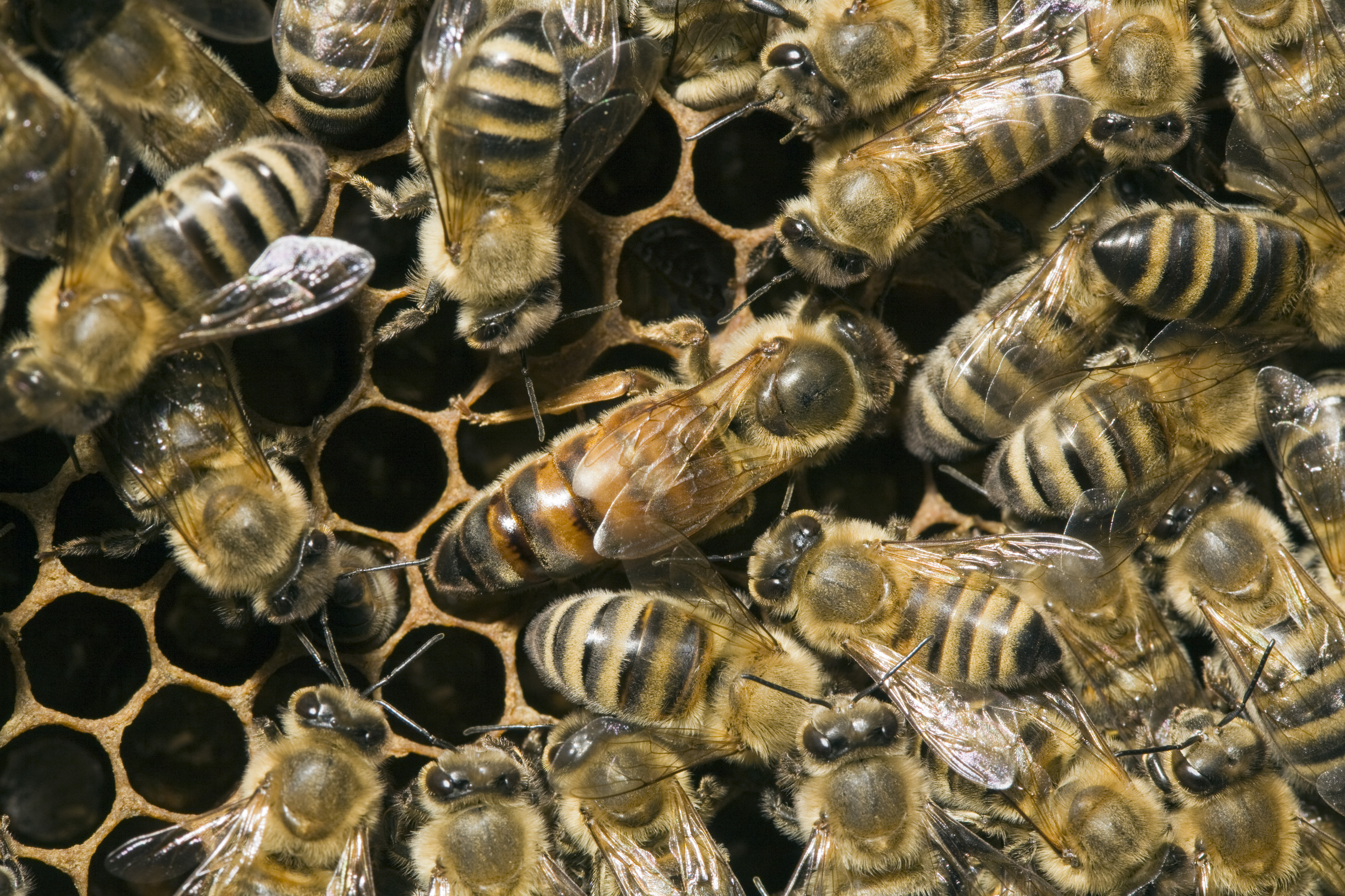 Bienensterben: Zwei Insektizide schädigen Bienenköniginnen