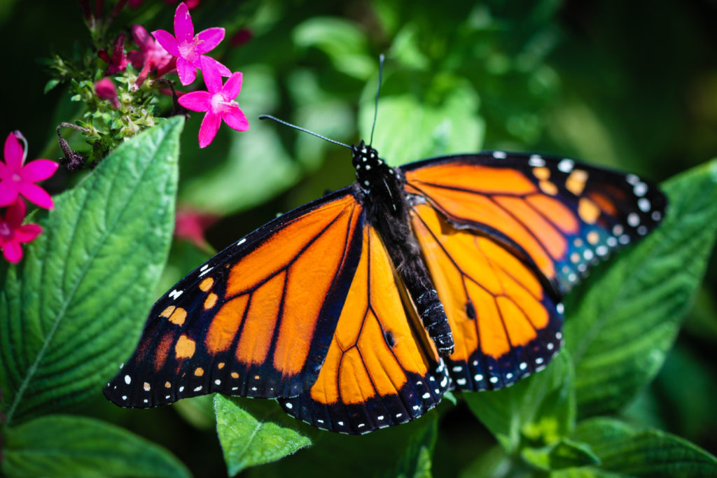 Monarchfalter schützen ihren Nachwuchs auf natürliche Weise vor Parasiten. (Bild: Georg Lehnerer/fotolia.com)