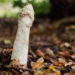 Kann der Geruch von Stinkmorcheln bei Frauen einen Orgasmus auslösen? (Bild: m.Schumann/fotolia.com)