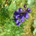 Blauer Eisenhut gilt als giftigste Pflanze Europas. (Bild: photo 5000/fotolia.com)