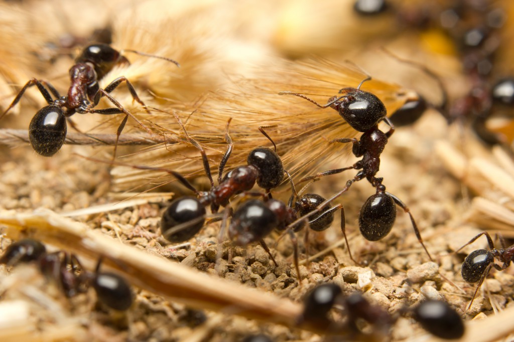 Ameisen haben spezielle Künste entwickelt, um sich zu schützen. Bild: claffra - fotolia