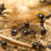 Ameisen haben spezielle Künste entwickelt, um sich zu schützen. Bild: claffra - fotolia