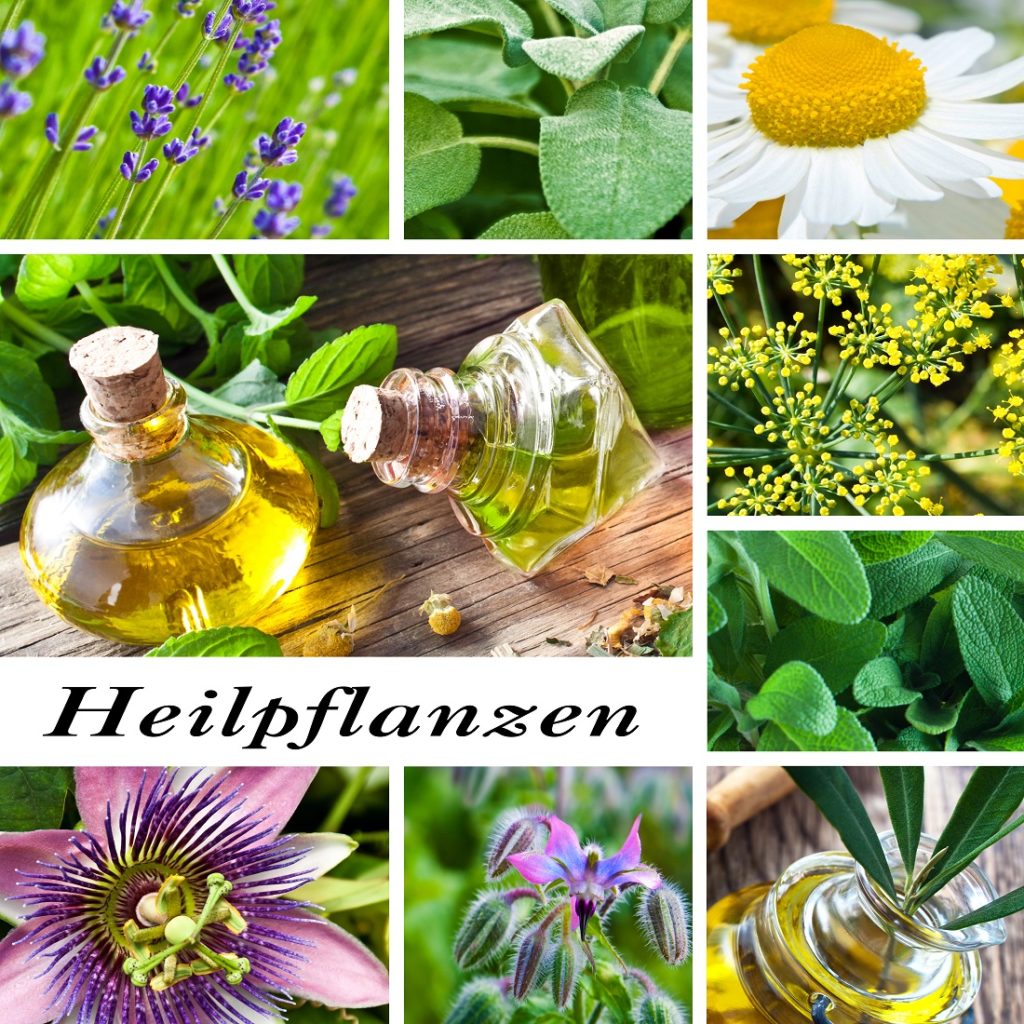 Heilpflanzen in der modernen Medizin. Bild: PhotoSG - fotolia
