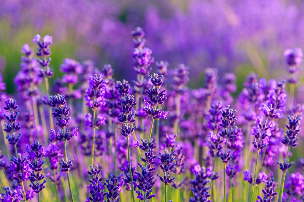 Lavendel lindert depressive Verstimmungen. Bild: Kavita - fotolia