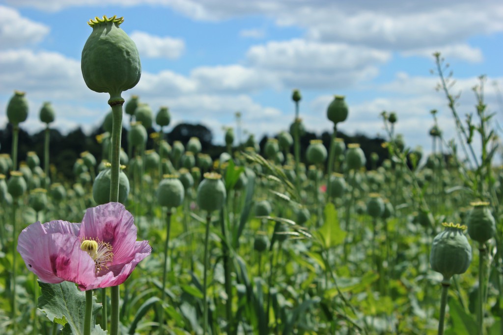 Bild: Schlafmohn / arolina66 -fotolia