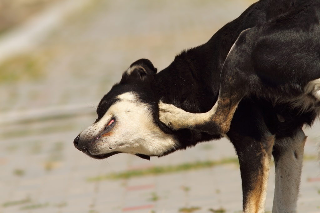 Wie sich Tiere heilen: Die Medizin der Tiere. Bild: taviphoto - fotolia