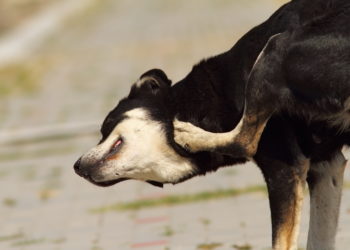 Wie sich Tiere heilen: Die Medizin der Tiere. Bild: taviphoto - fotolia