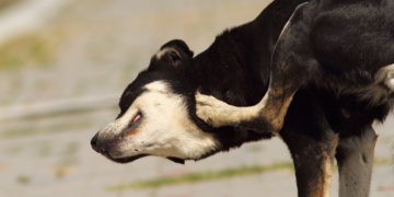 Wie sich Tiere heilen: Die Medizin der Tiere. Bild: taviphoto - fotolia