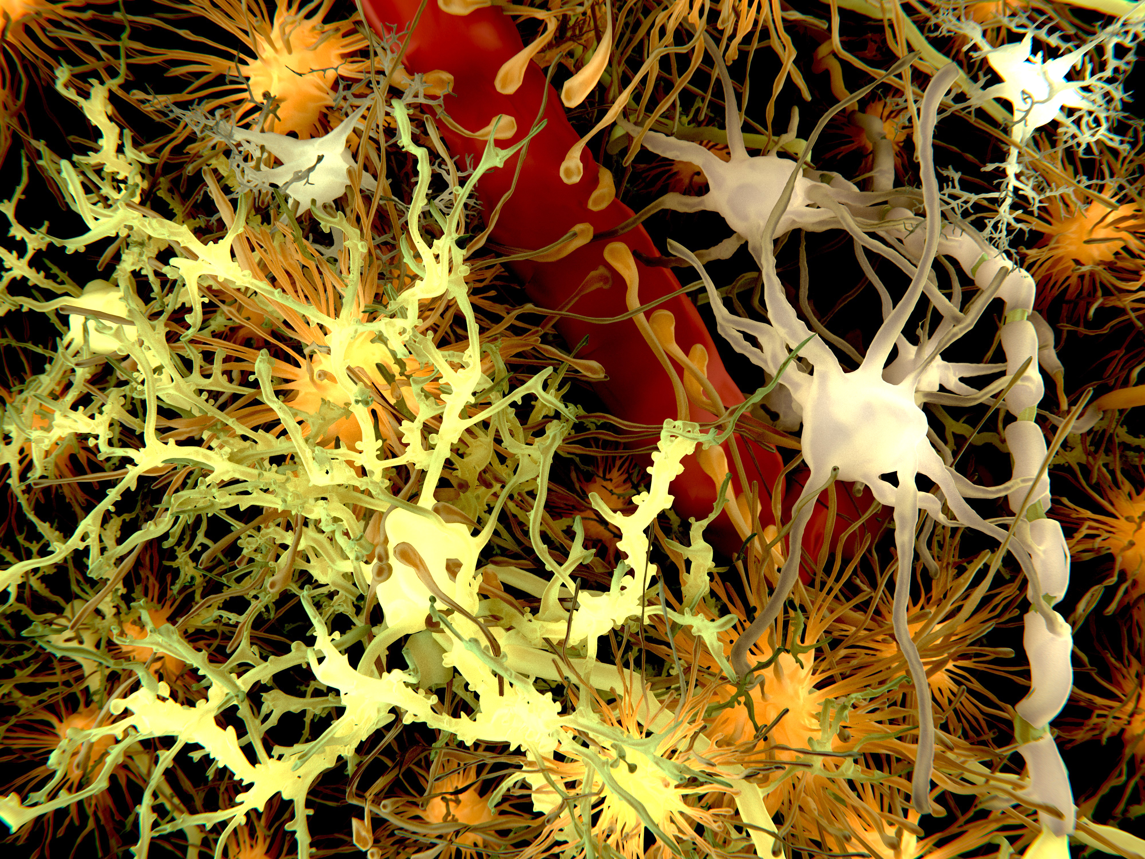 Астроциты мозга. Клетки микроглии. Астроциты клетки. Нейроны мозга под микроскопом. Клетки мозга под микроскопом.