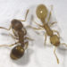 Ameisen sind sehr nützliche Tiere in der Natur, doch sie sind auch sind auch in vielen Wohnungen und Häusern unterwegs. Experten erklären, wie man sie auf natürliche Weise vertreibt. (Foto: Susanne Foitzik/ Johannes Gutenberg-Universität Mainz )