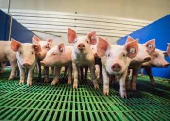 Der Antibiotika-Einsatz in der Tierhaltung ist leicht zurückgegangen. (Bild: countrypixel/fotolia.com)