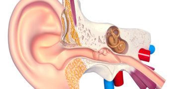 Im Inneren des Ohres kann sich aus verschiedenen Gründen Flüssigkeit ansammeln. Häufig liegt den Beschwerden eine Entzündung zugrunde. (Bild: pankajstock123/fotolia.com)