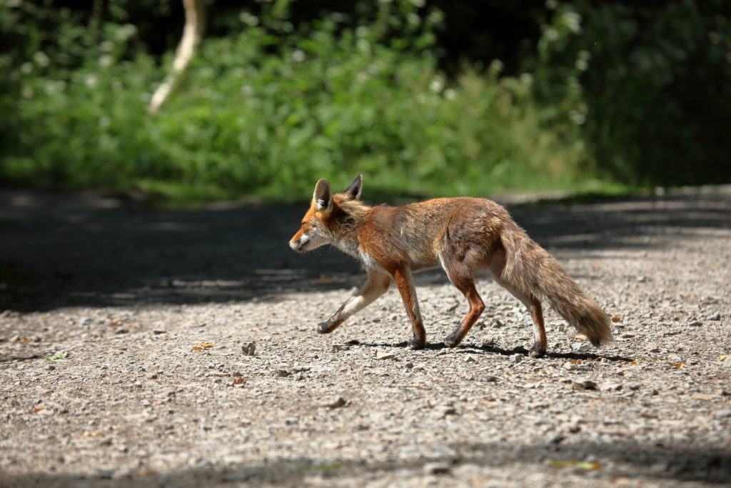 Mit der Anpassung von Füchsen an das Stadtleben steigt auch in den Städten das Risiko eines Fuchsbandwurm-Befalls. (Bild: hecke71/fotolia.com)