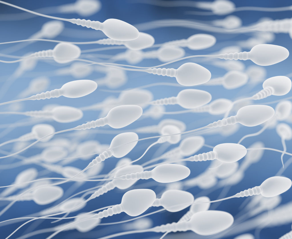 Die Anzahl der Spermien ist entscheidender als ihre Länge. (Bild: atiana Shepeleva/fotolia.com)
