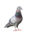 Die visuellen Fähigkeiten von Tauben könnten auch in der Medizin hilfreich sein. (Bild: missisya/fotolia.com)