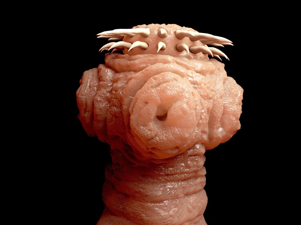 Mit Hilfe der Widerhaken und Saugnäpfe an seinem Kopf setzt sich der Bandwurm im Darm fest. (Bild: Juan Gärtner/fotolia.com) 