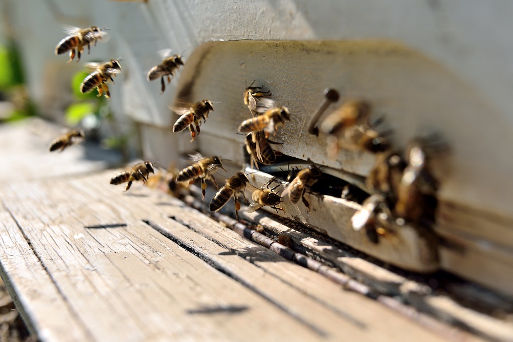 Bienentherapie von Behörden untersagt. Bild: hikrcn - fotolia