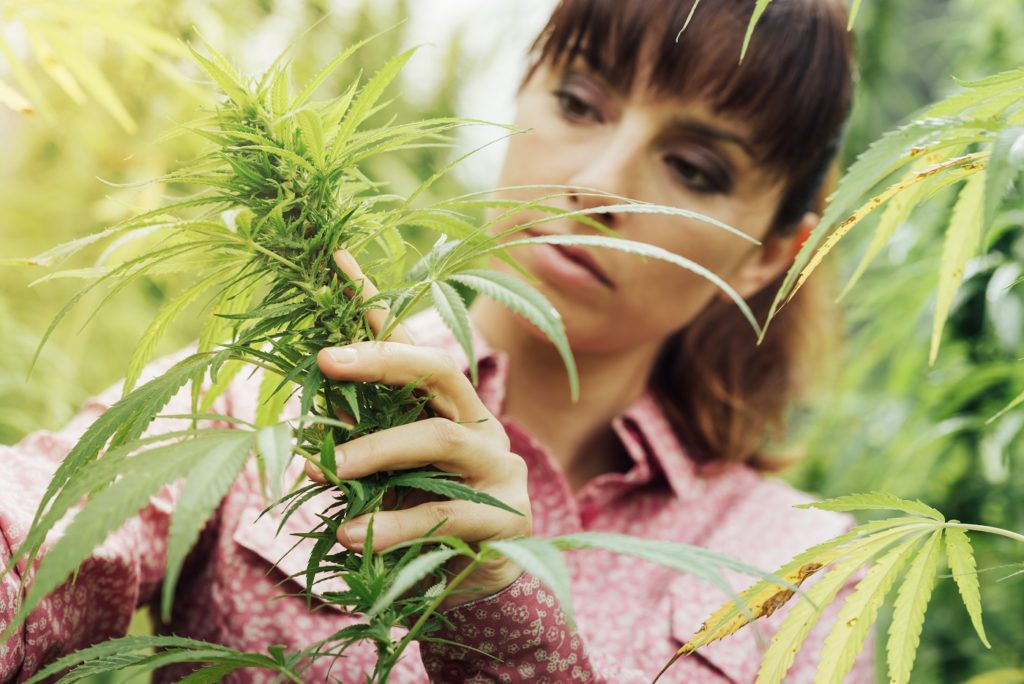 Zustimmung für Cannabis innerhalb eines Jahres stark gestiegen. Bild: stokkete - fotolia