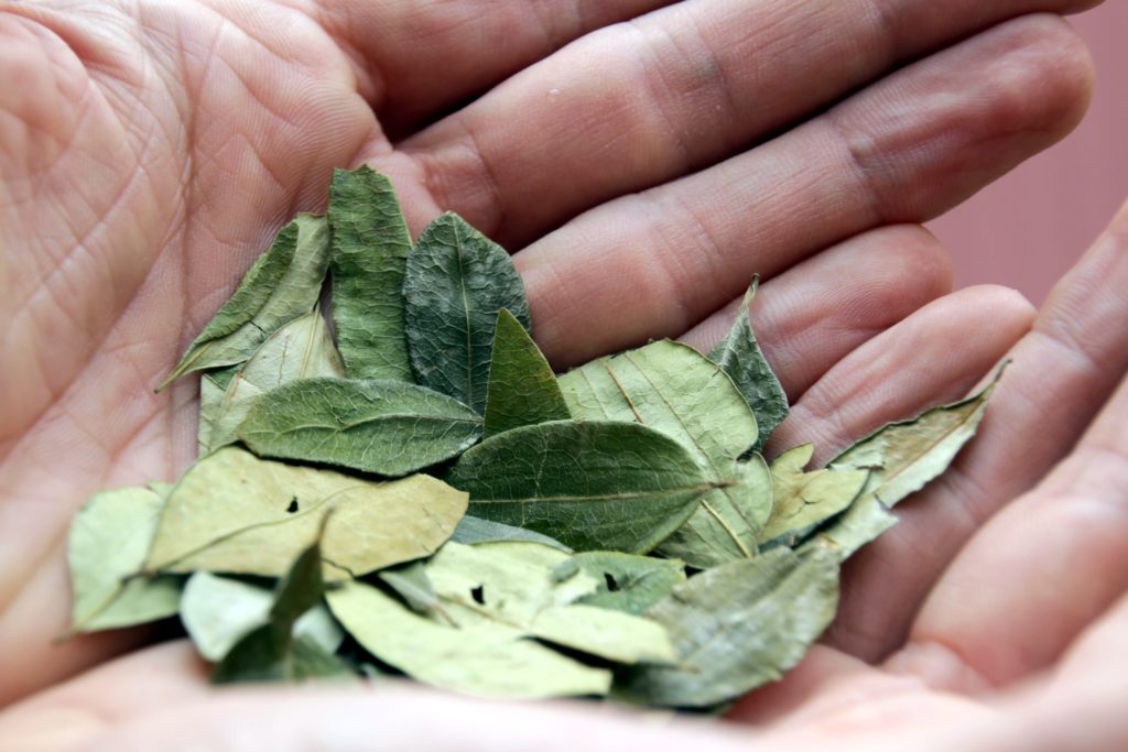 Naturheilkunde Die Medizin Aus Dem Regenwald Naturheilkunde