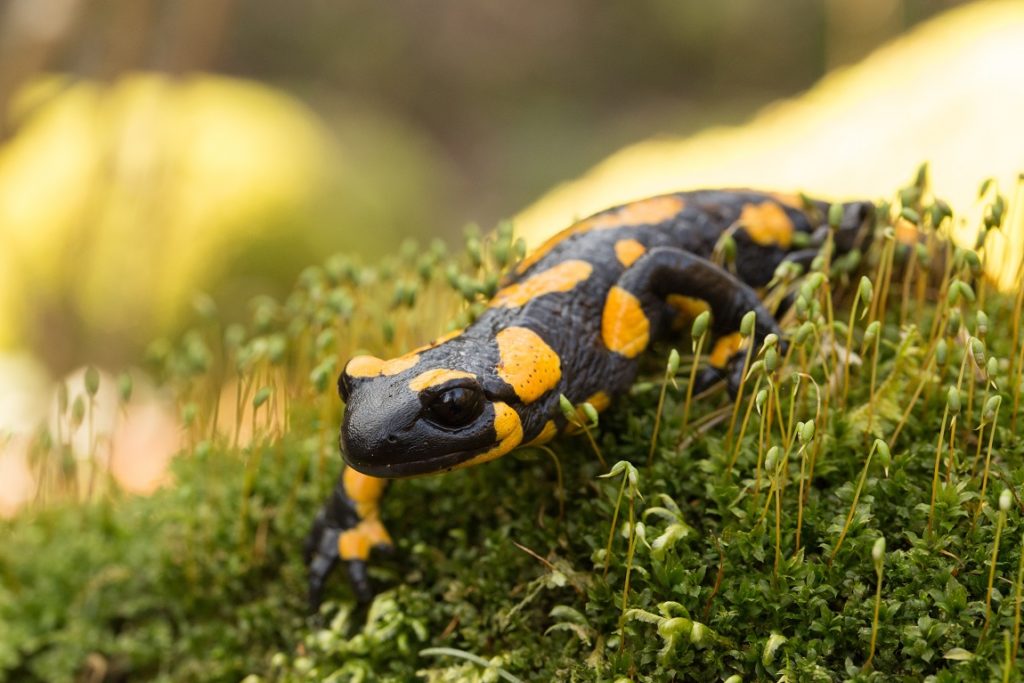 Exotische Heimtiere: Diese Erkrankungen können auftreten. Bild: Bene - fotolia