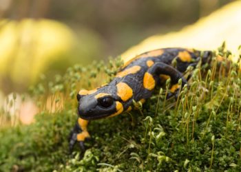 Exotische Heimtiere: Diese Erkrankungen können auftreten. Bild: Bene - fotolia