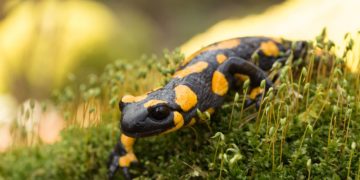 Exotische Heimtiere: Diese Erkrankungen können auftreten. Bild: Bene - fotolia
