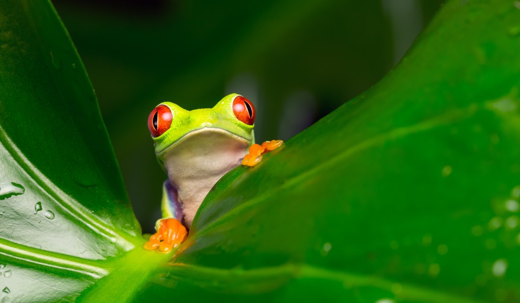 Heilende Tiere im Urwald. Bild: mbridger68 - fotolia