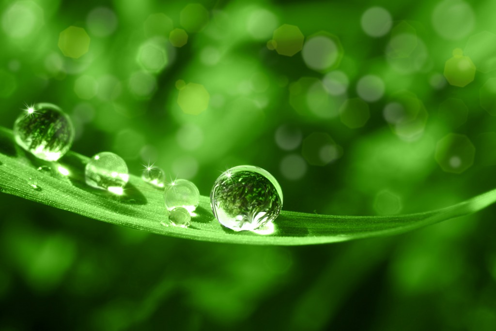 Die natürliche Medizin aus dem Regenwald. Bild: Stefan Körber - fotolia