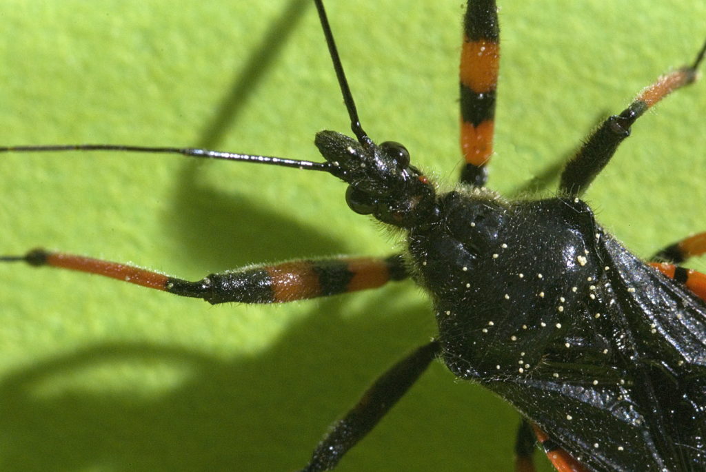 Raubwanzen sind maßgeblich für die Übertragung der Chagas-Krankheit verantwortlich. (Bild: fancyfocus/fotolia.com)