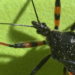 Die Chagas-Krankheit, die durch Raubwanzen übertragen wird, fordert weltweit jedes Jahr rund 10.000 Menschenleben. Auch in Europa gibt es immer mehr Infektionen. (Bild: fancyfocus/fotolia.com)