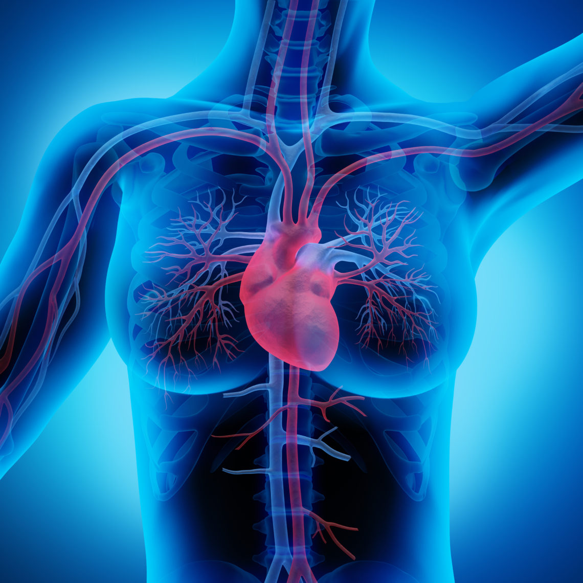 Eine kranhafte Verdickung des Herzmuskels kann zu Herzschwäche mit tödliche...