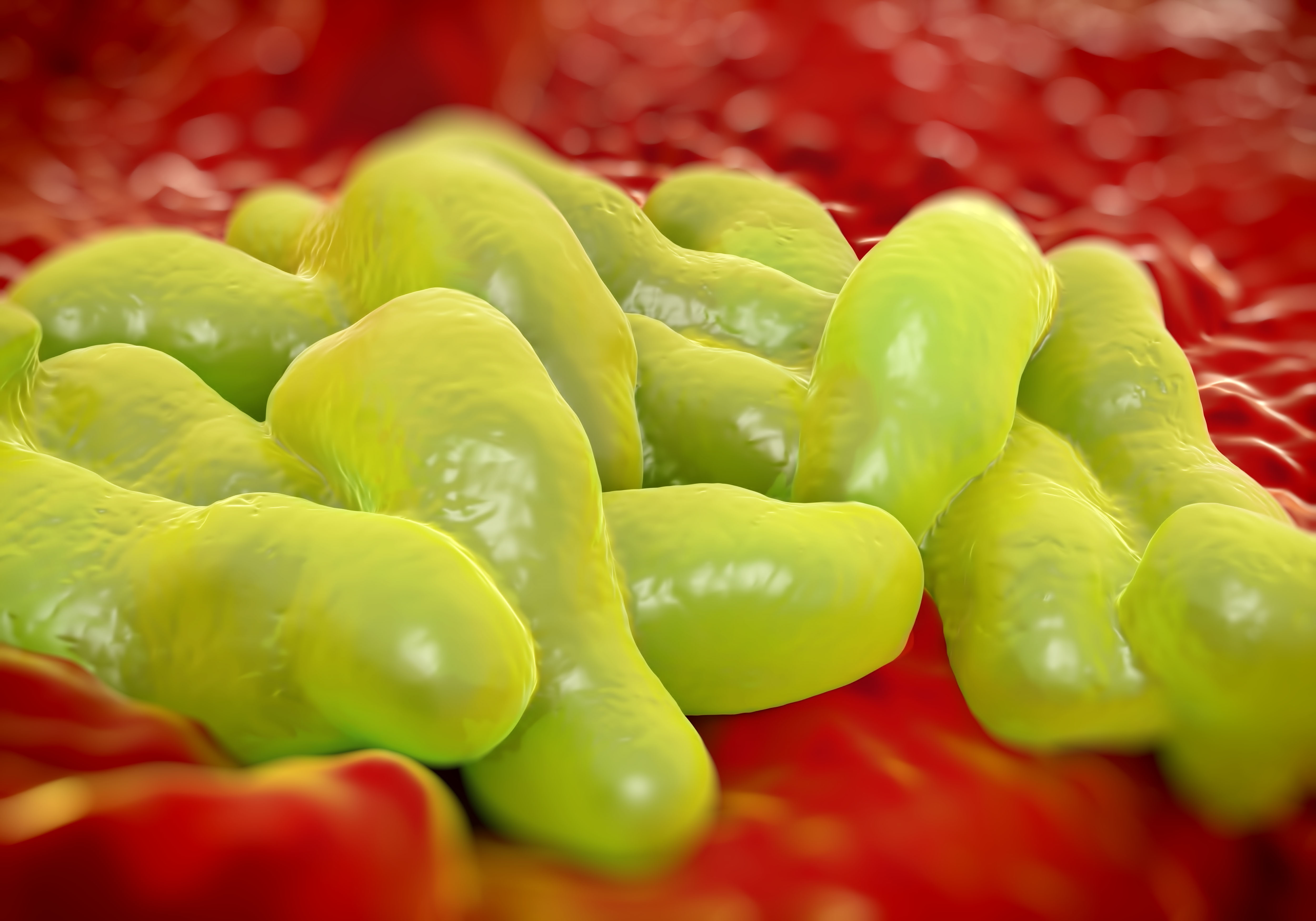 CampylobacterInfektion Viele Deutsche tragen den gefährlichen