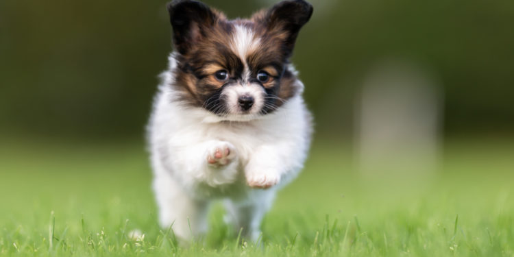 Schmuse Ideal Susse Hunde Werden Oft Regelrecht Krankgezuchtet Heilpraxis