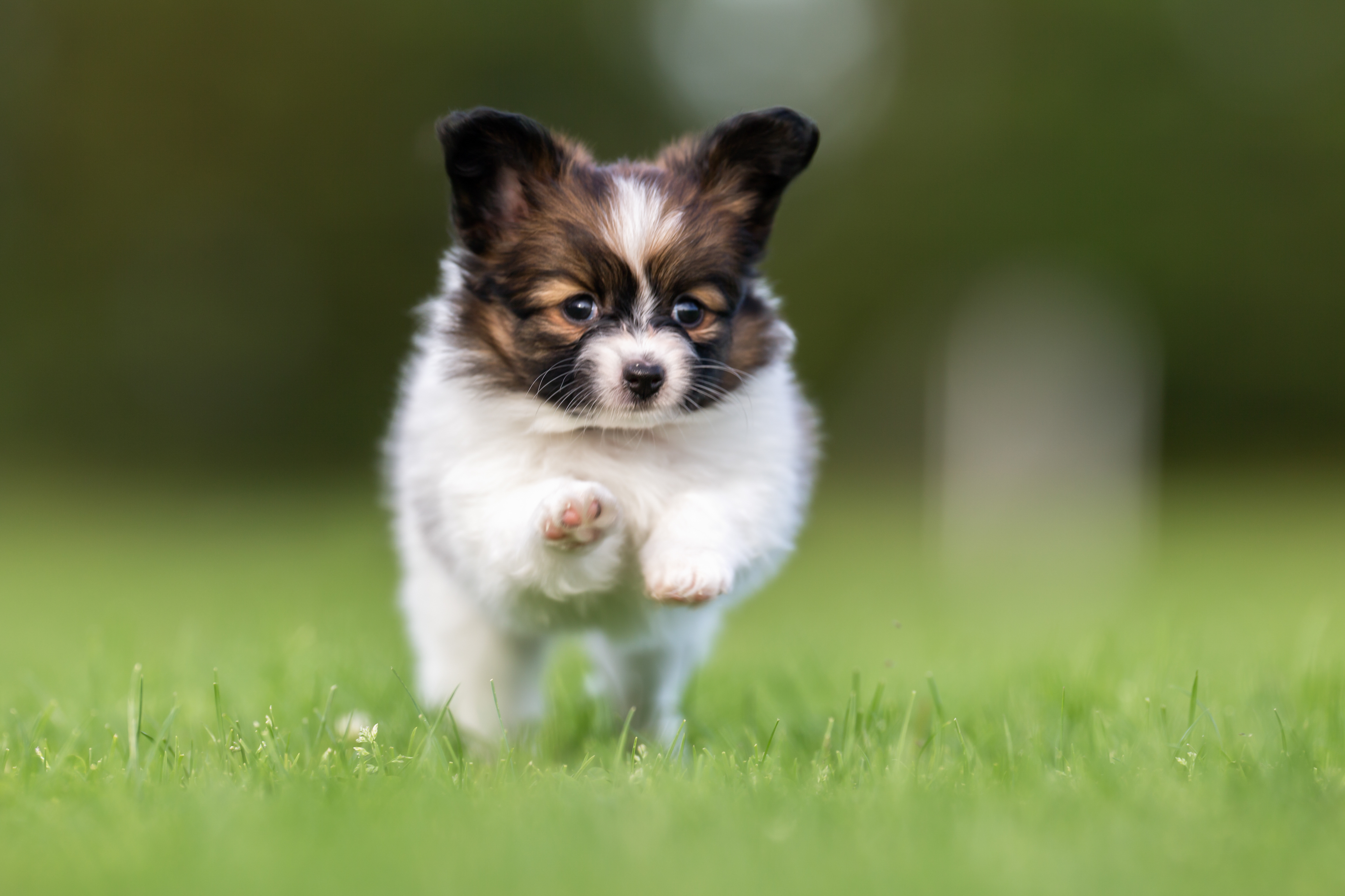 SchmuseIdeal Süße Hunde werden oft regelrecht krankgezüchtet