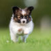 Süße Hunde sind oft überzüchtet. Bild: Mikkel Bigandt - fotolia