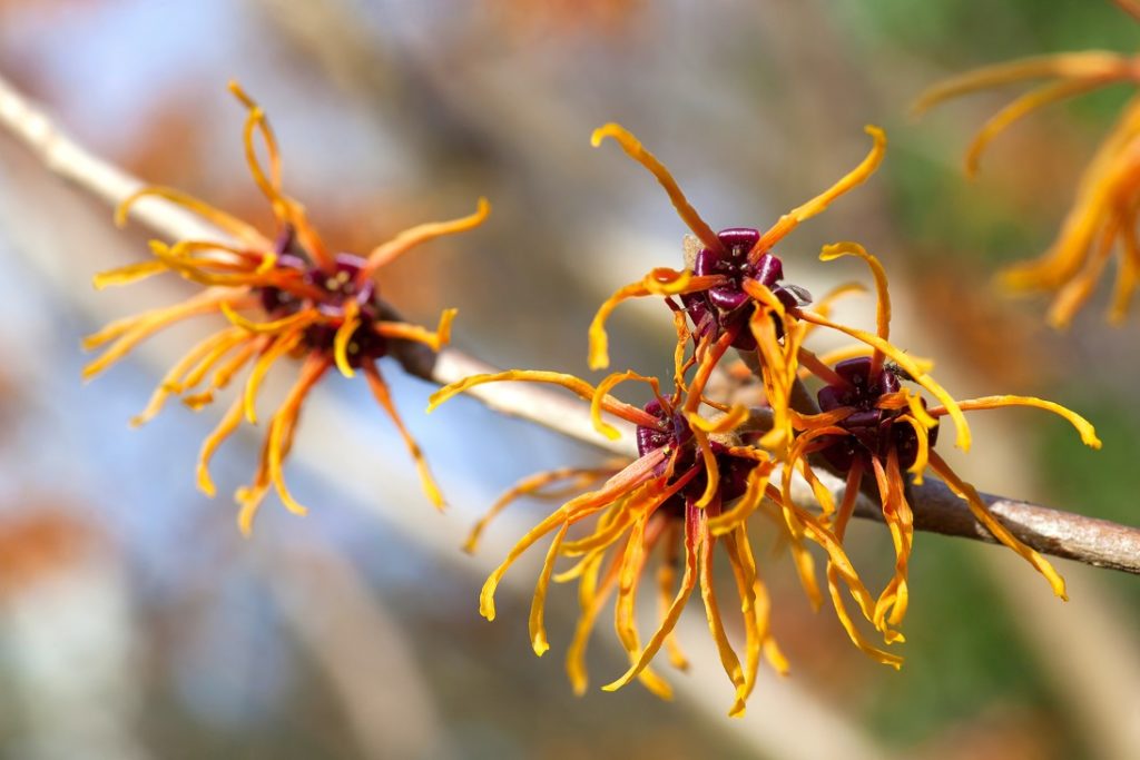 Die Zaubernuss - Hamamelis. Bild: A_Bruno - fotolia