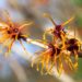 Die Zaubernuss - Hamamelis. Bild: A_Bruno - fotolia