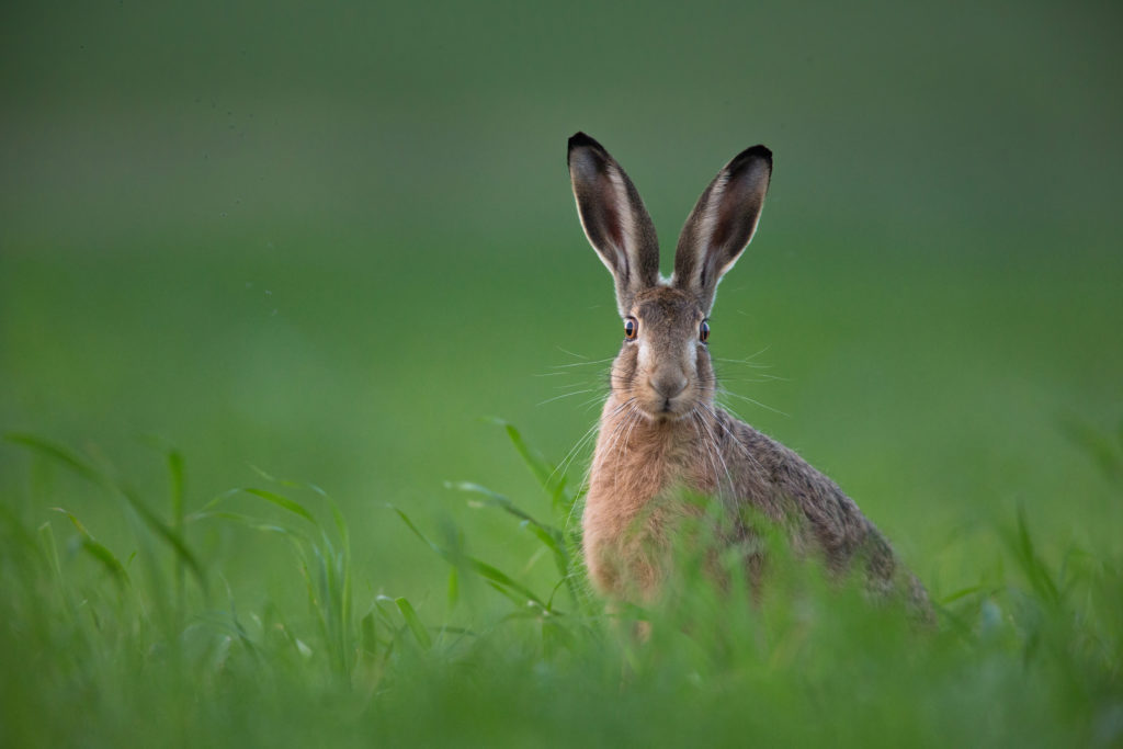 Ein Hase auf der Wiese