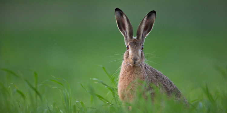 Ein Hase auf der Wiese