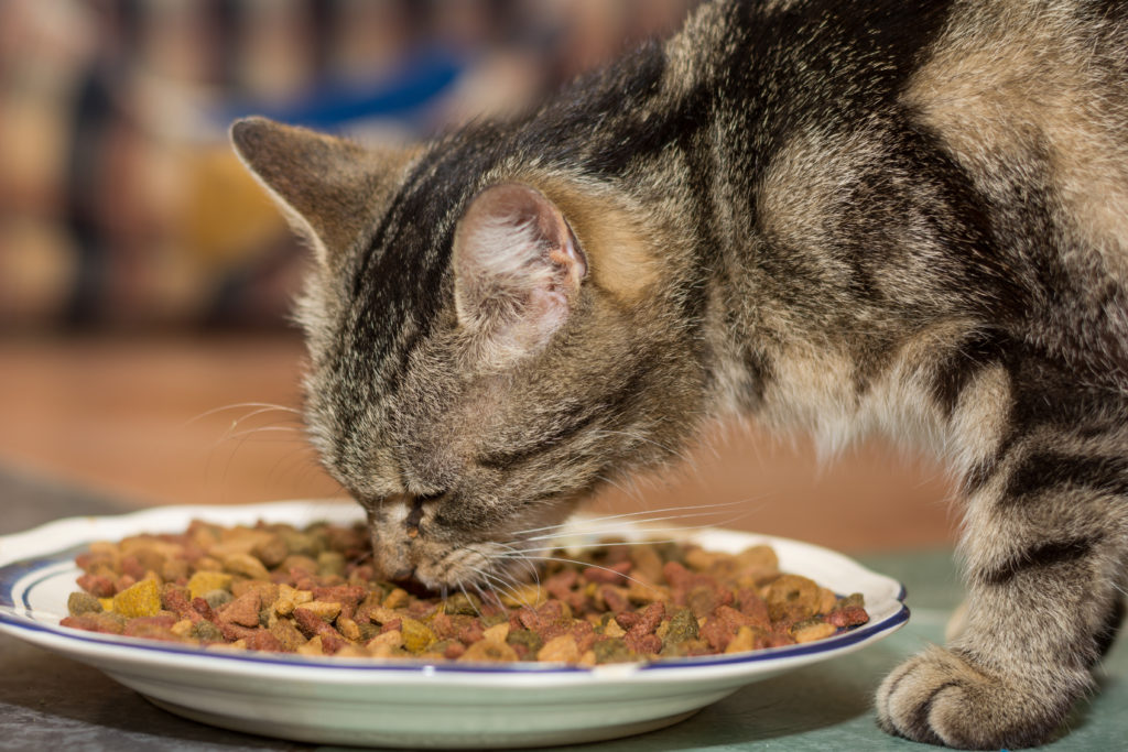 Zeigen Katzen nach dem Füttern Beschwerden wie Durchfall oder Erbrechen, kann dies auf eine Futtermittelallergie zurückgehen. (Bild: alho007/fotolia.com)