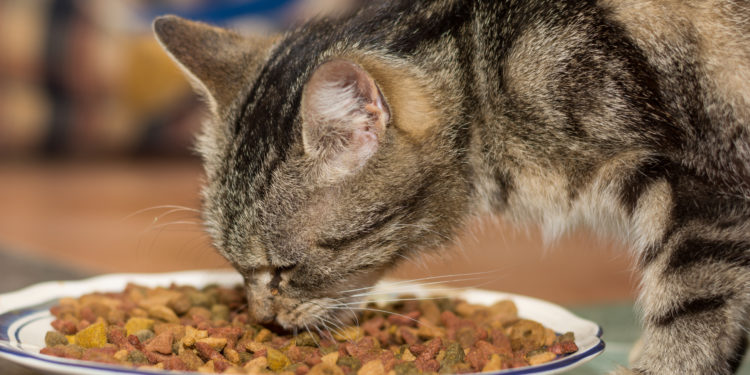 Futtermittelallergie Bei Katzen Führt Zu Entzündungen Und