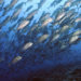 Makrelen und andere Speisefische enthalten oftmals Plastikrückstände. (Bild: dieter76/fotolia.com)