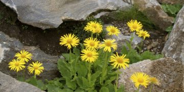 Heilpflanze der Naturheilkunde: Arnika. Bild: chiarafornasari - fotolia