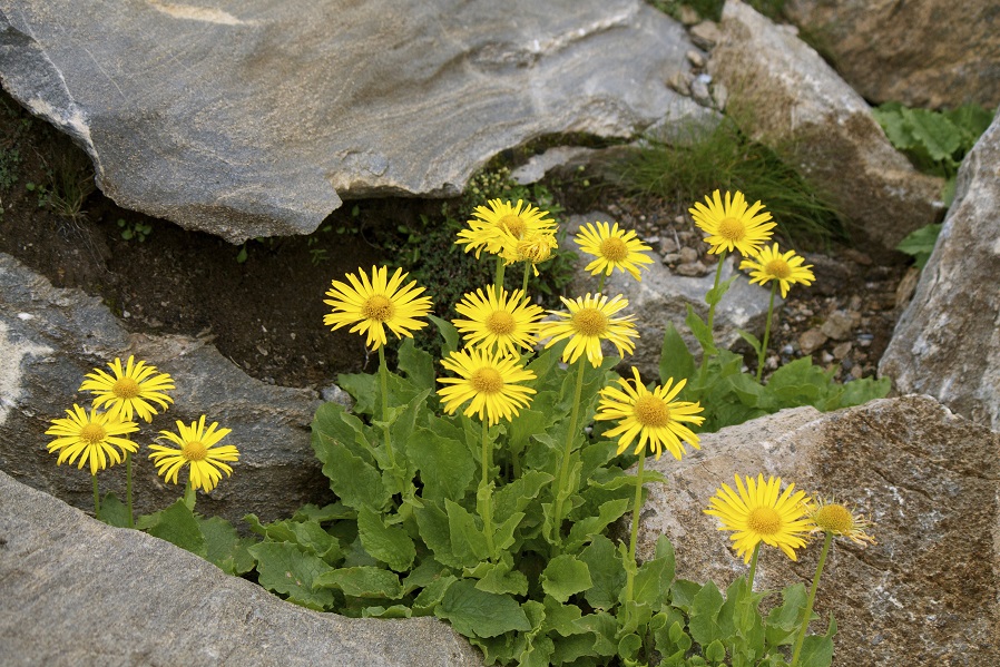 Heilpflanze der Naturheilkunde: Arnika. Bild: chiarafornasari - fotolia