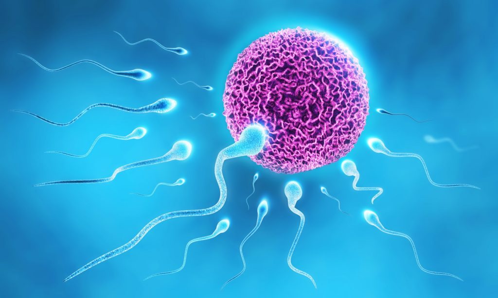 Die Ernährung des Vaters ist entscheidend. Bild: twindesigner Sperm and Egg - fotolia