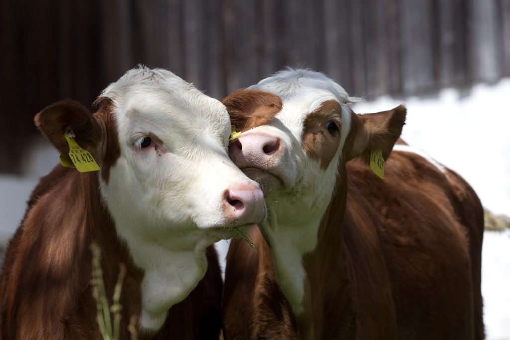 Viele Streicheleinheiten helfen bei der Aufzucht. Bild: t_wirth - fotolia