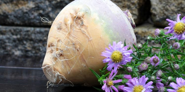 Eine Steckrübe auf dem Boden mit lila Blumen daneben