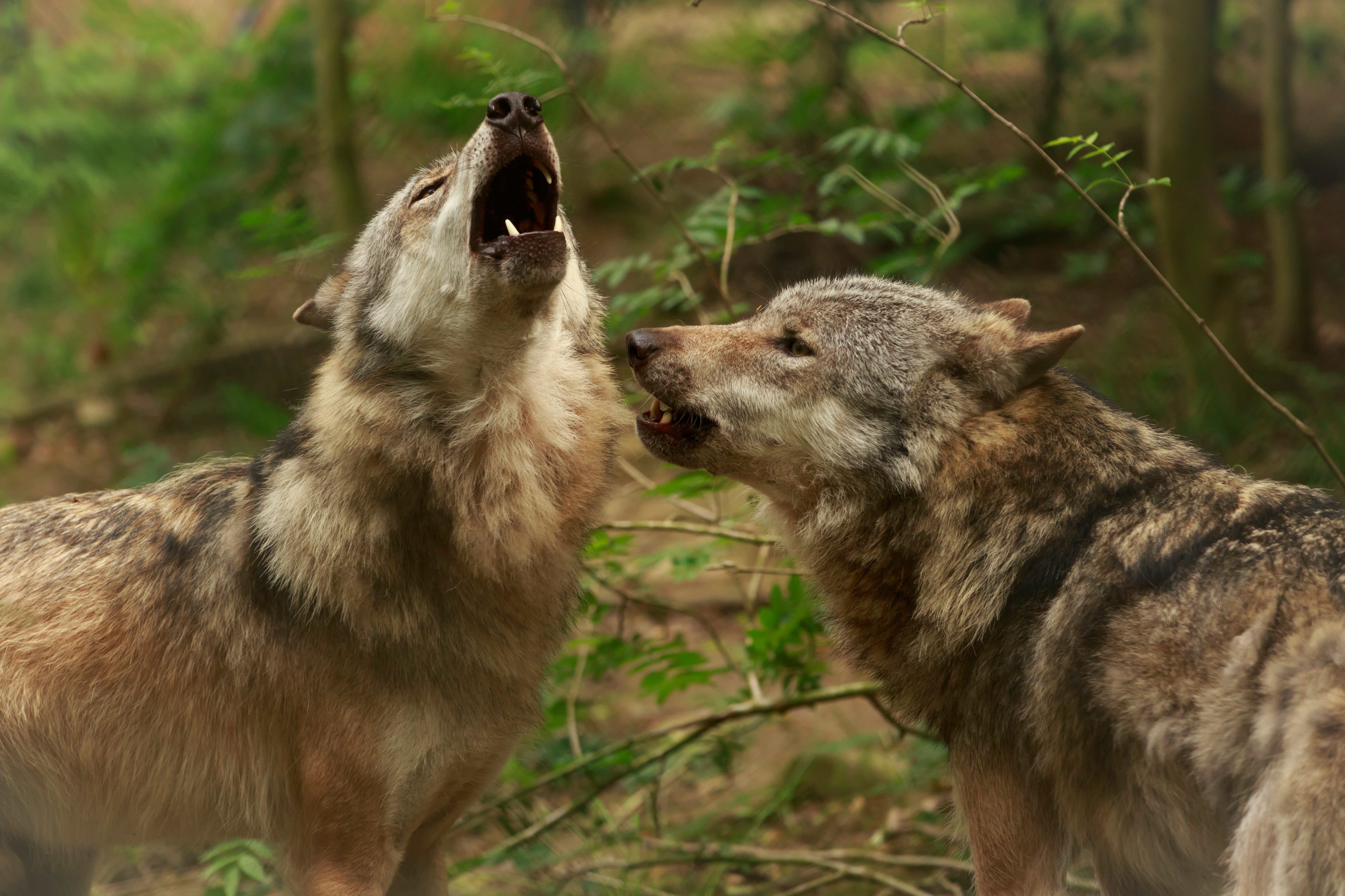 Волк поговори. Волк фото. Два волка. Болотный волк. Волк обои.