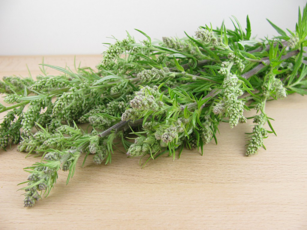 Der Beifuß (Artemisia vulgaris) wurde traditionell viel in der Frauenmedizin eingesetzt. (Bild: katharinarau/fotolia.com)